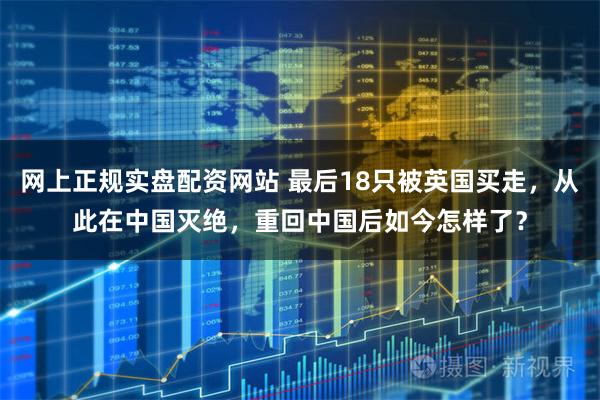 网上正规实盘配资网站 最后18只被英国买走，从此在中国灭绝，重回中国后如今怎样了？